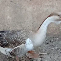 حیوانات مزرعه ای