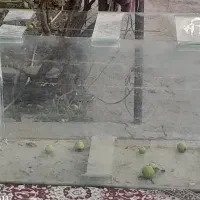 آکواریوم ماهی