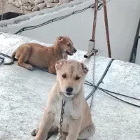 سگ سرابی