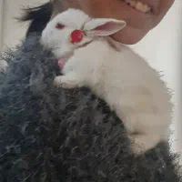 خرگوش بازیگوش