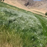 زمین-سربان-آبی