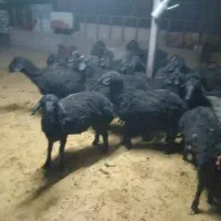 یونجه خشک درجه یک امساله ۳ تن