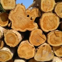 خریدار همه نو چوب شما با بالاترین قیمت