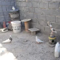 کبوتر