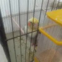 عروس هلندی ماده