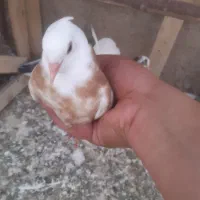 جوجه کبوتر طوقی زرد