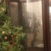 رورواک