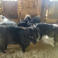 فروش دوبر کردی درجه یک