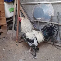 خروس پاپر