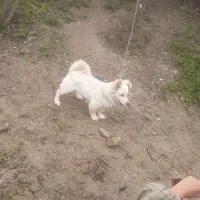 سگ پا کوتاه پامر گرگی