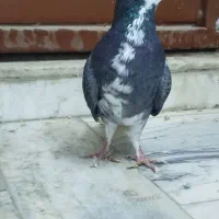 ماده جوان هنوزچندپرداره بندازه تا کاربشه