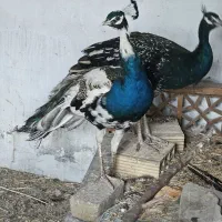 طاووس  بالغ