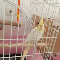 عروس هلندی