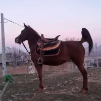 اسب