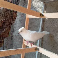 کبوتر ماده سفید کاکل عتیقه