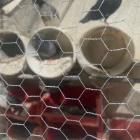 کبوتر تهرانی