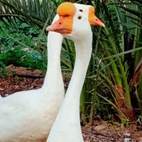 تخم قوغاز اصل چینی و اکراینی نطفه دار
