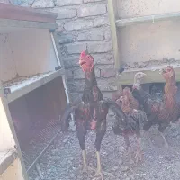 خروس لاری اصیل