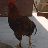 خروس محلی