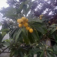 انبه|خوردنی و آشامیدنی|لشت نشا, |دیوار