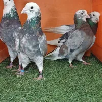 کبوتر چهارتا شازده سرور نر