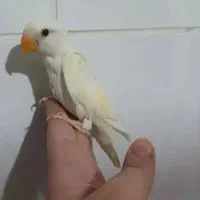 مرغ عشق ،طوطی برزیلی،حلزون طبی