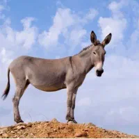 الاغ نر