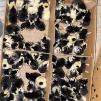 جوجه گلین پنگوئنی