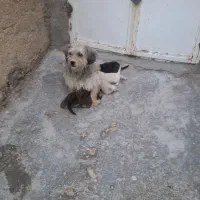 توله سگ با مادر