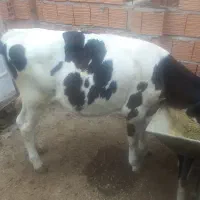 کشتار۲عددگوساله