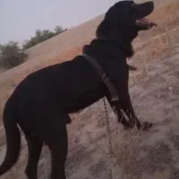سگ روت وایلر