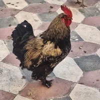 خروس برهما
