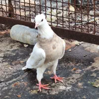 فروش ماده اجری شهرستان جم