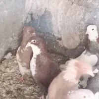 کبوتر کفتر بومب پرشی