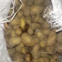 بذر سیب زمینی