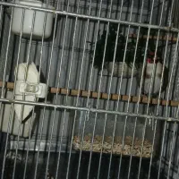 سهره جفت با۳تاتخم به شرط نطفه