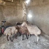 میش قصر جهت قربانی وکشتار