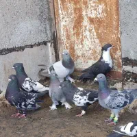 سینه سیاه .سرور .سبز پاپر
