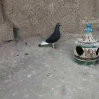 نر مینا چاپی وانرو
