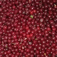 آلبالو درجه یک چین همون روز خدمت شما