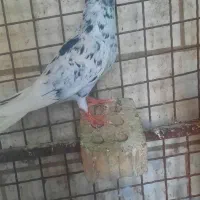 ماده کوهی دم سفید