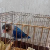 پرنده