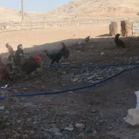 مرغ و خروس