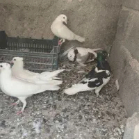کبوتر