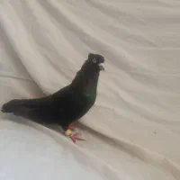 کبوتر رنگی