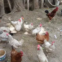 مرغ و خروس