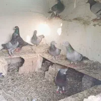 فروش30 کبوتر