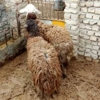 دام|حیوانات مزرعه|نیشابور, امام خمینی|دیوار