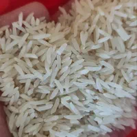 برنج فجر سوزنی گرگان