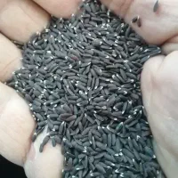 فروش کنجد سیاه محلی